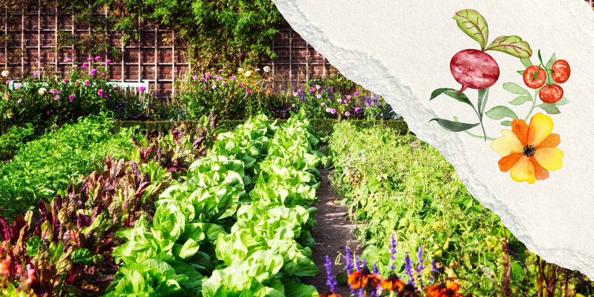 A photograph of a vegetable allotment